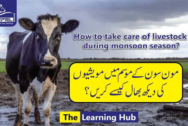 Challenges at dairy farm during the monsoon season l Dairy Cattle l Dairy Farmer challenges