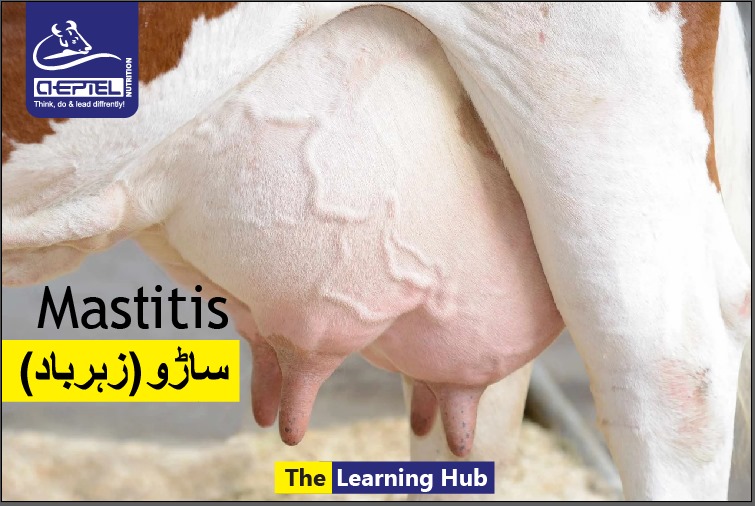 Bovine Mastitis l Cattle Disease l A big loss to dairy industry