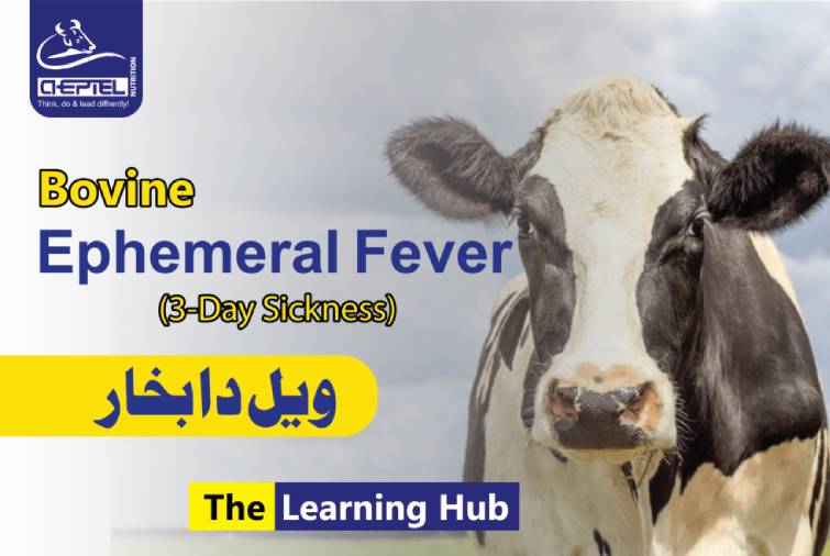 Bovine Ephemeral Fever (Three days sickness) in Dairy Cattle